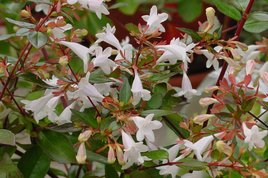 Abelia grandiflora