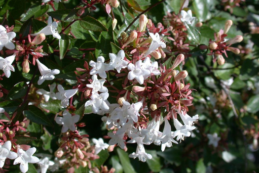 Abelia grandiflora 'Sherwood'