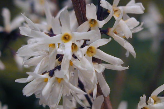 Abeliophyllum distichum