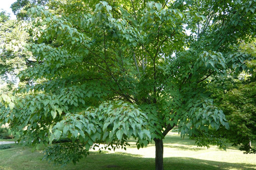 Acer davidii