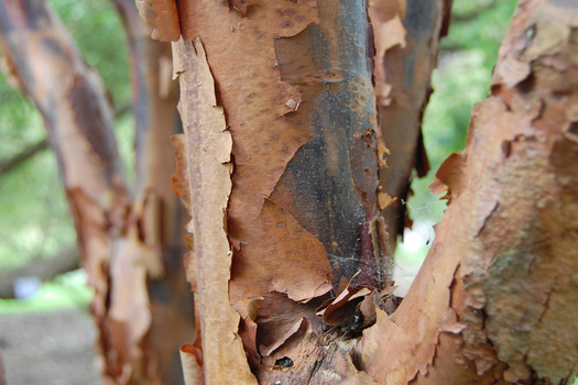 Acer griseum