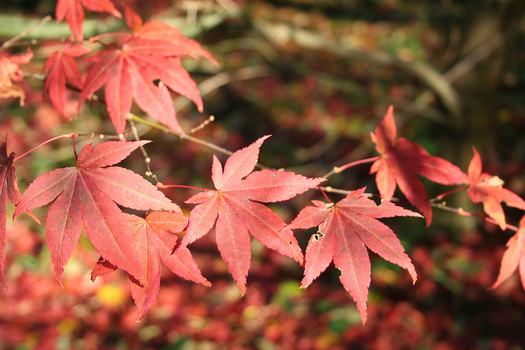 Acer palmatum 'Atropurpureum'