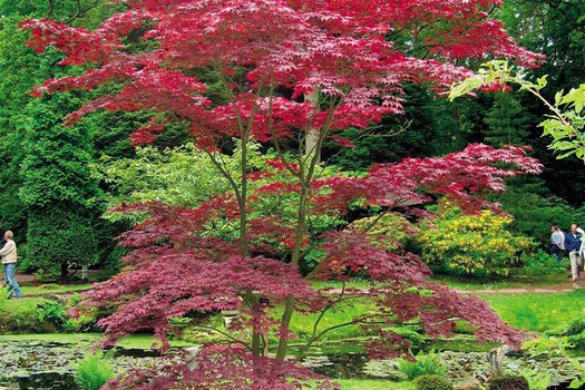 Acer palmatum 'Bloodgood'