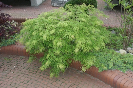 Acer palmatum 'Dissectum'