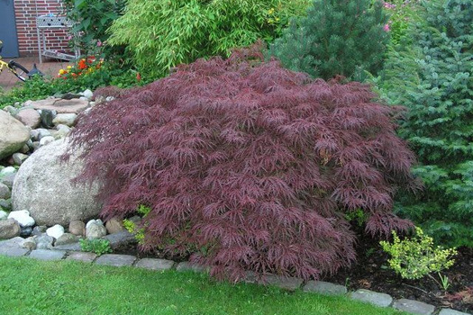 Acer palmatum 'Garnet'