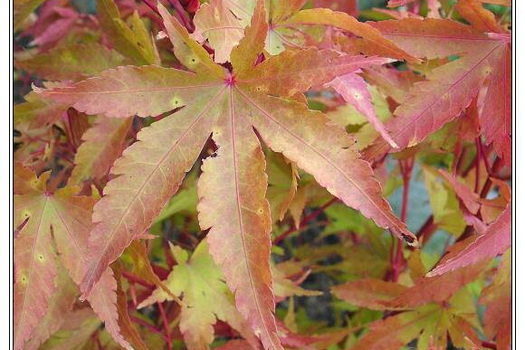 Acer palmatum 'Sangokaku'