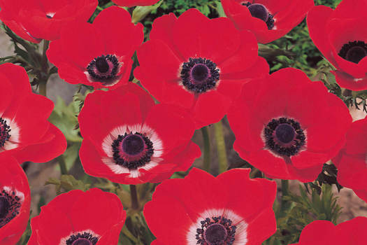 Anemone 'De Caen Hollandia'