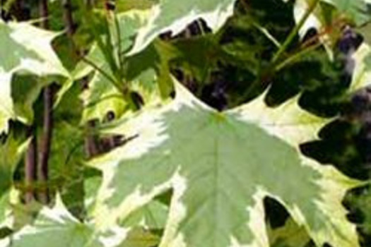 Acer platanoides 'Drummondii'