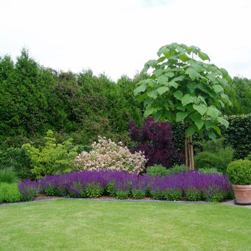 Tegen kam Schijnen Tuininspiratie voor moderne, landelijke, stads- of natuurtuinen - Belleplant