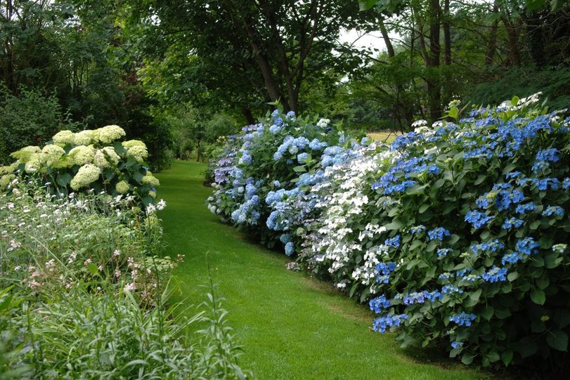 Gekleurde hortensia border onder bomen Belleplant
