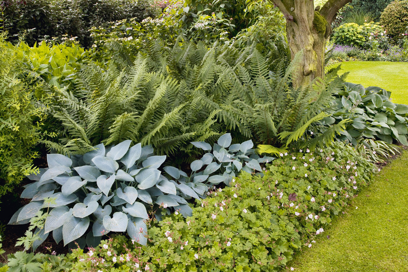 Voortuin in de schaduw Belleplant