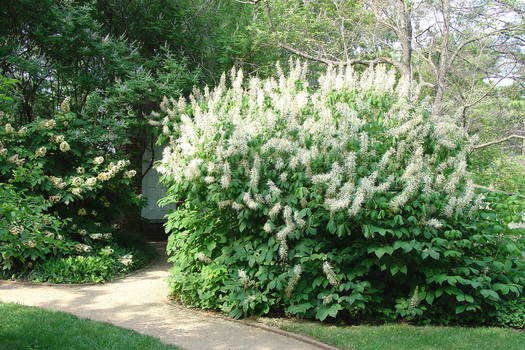 Aesculus parviflora