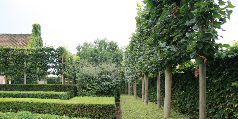 Een unieke sfeer met leibomen