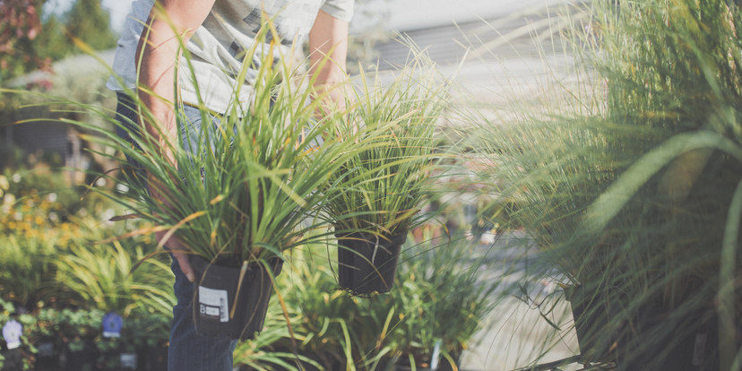 5 redenen om siergrassen te planten in je tuin