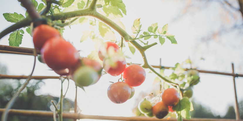 Verse kruiden en groenten uit eigen tuin