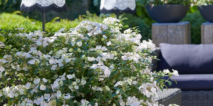 'Gouwe ouwe' en 'Blitse nieuwe' hortensia's