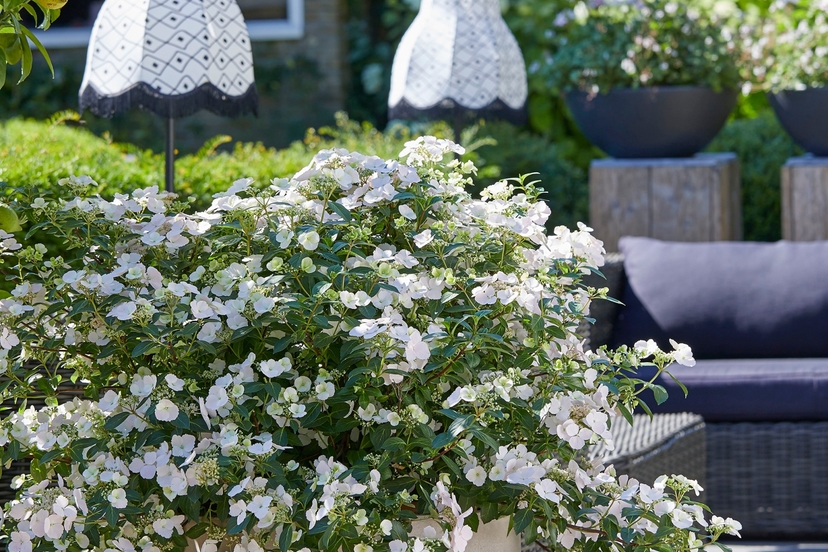 �Gouwe ouwe� en �Blitse nieuwe� hortensia�s Belleplant
