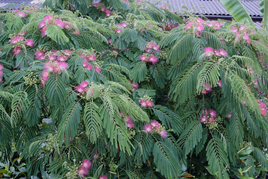 Albizia julibrissin 'Boubri'