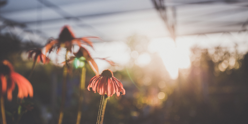 Je tuin voorbereiden op de volgende hete zomer