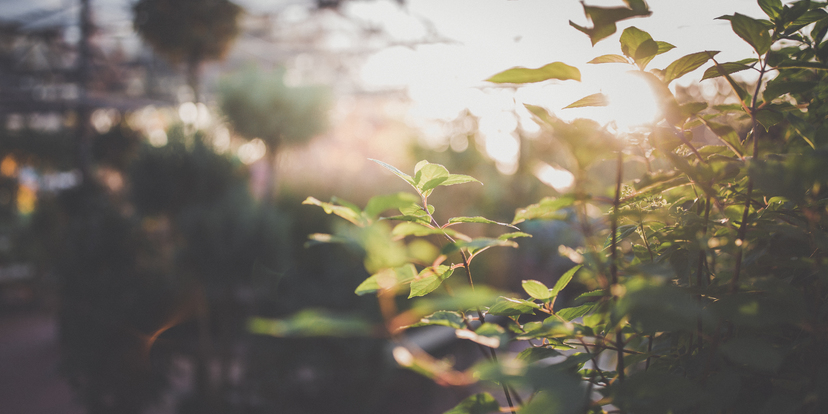 4 tips om je haag aan te planten