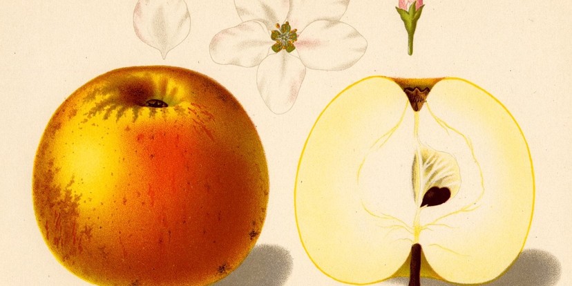 Over verleidelijke appels en andere zoetigheden