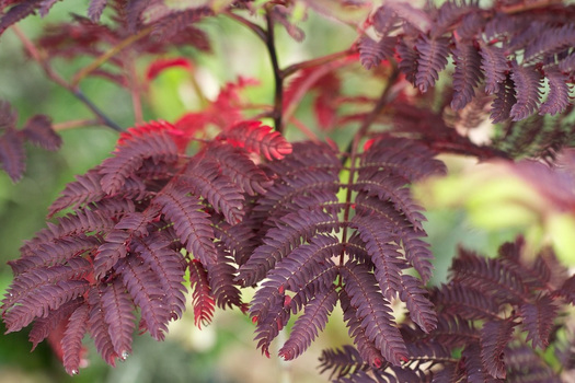 Albizia julibrissin 'Summer Chocolate'