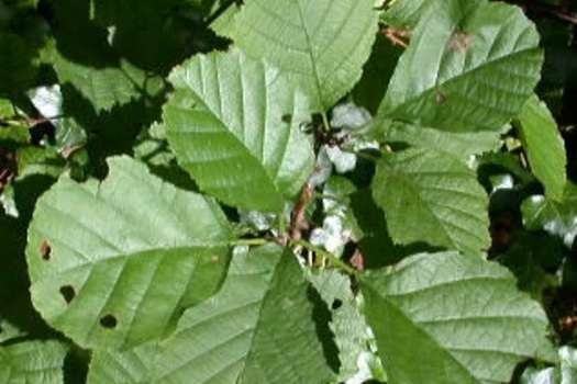 Alnus glutinosa