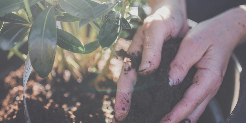 Eerste hulp bij planten, 4 handige tips! 