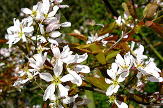 Amelanchier arborea 'Robin Hill'