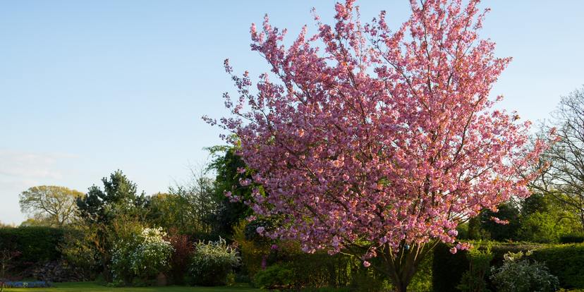 7 voordelen van bomen in jouw tuin!