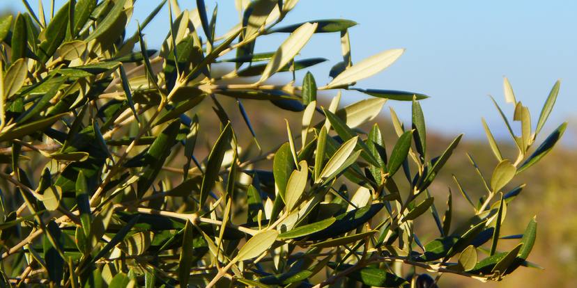 Mediterraanse planten, nu de grootste keuze!