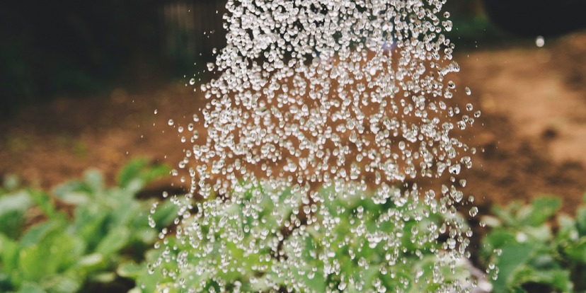 Je tuin voorbereiden op de volgende hete zomer