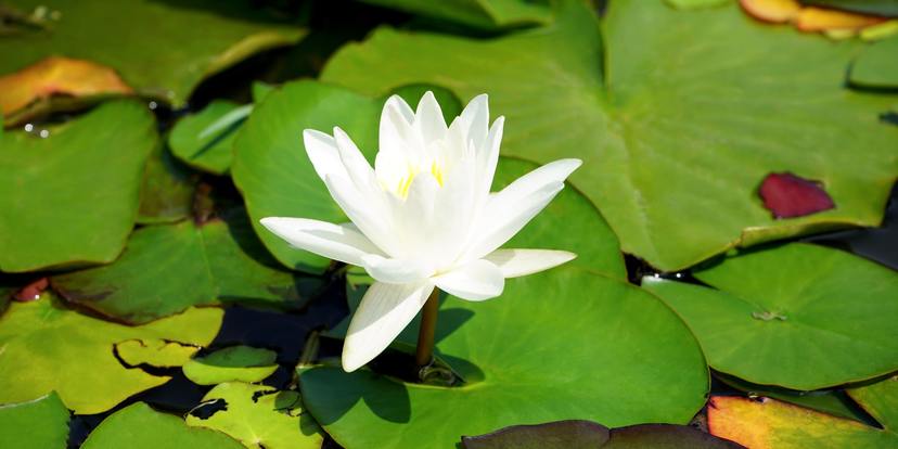 3 verschillende soorten waterplanten