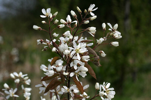 Amelanchier lamarckii