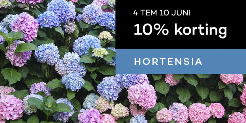 Laatste weekactie: hortensia's -10% korting