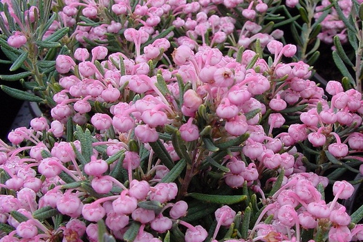 Ruwe olie Tahiti Geboorte geven Bladhoudende heesters - Belleplant