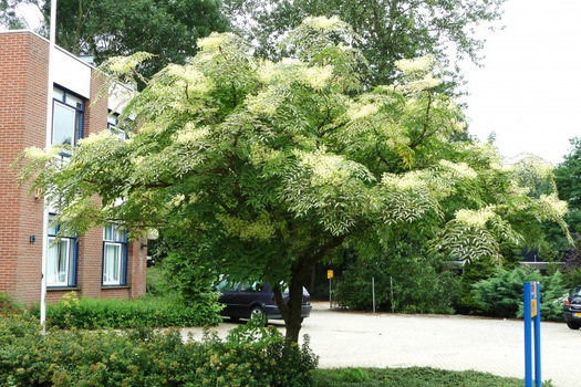 Aralia elata