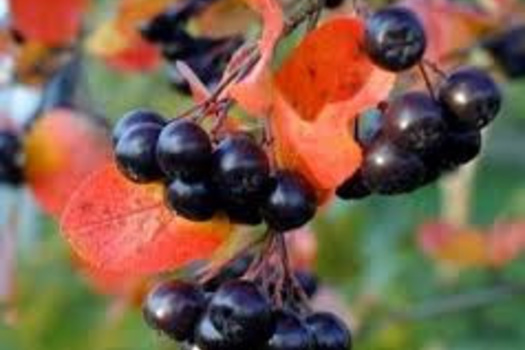 Aronia prunifolia 'Viking'