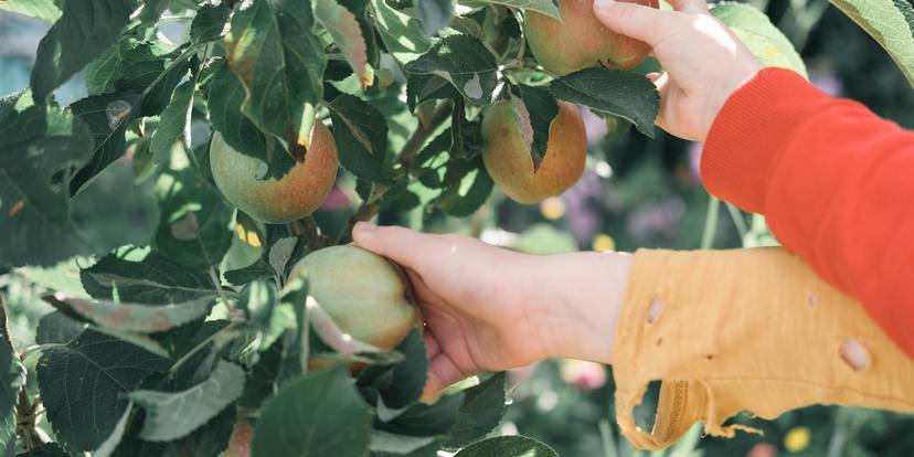 Vanaf 29 oktober: fruitbomen blote kluit