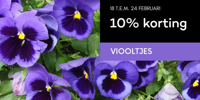 Viva Viooltjes, nu met 10% korting!