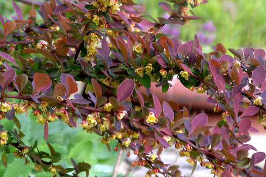 Berberis thunbergii 'Atropurpurea'