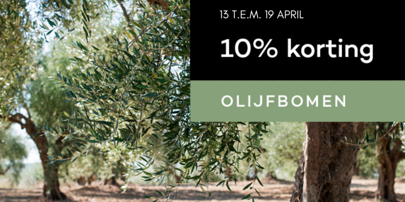 Olijfbomen met 10% korting! 