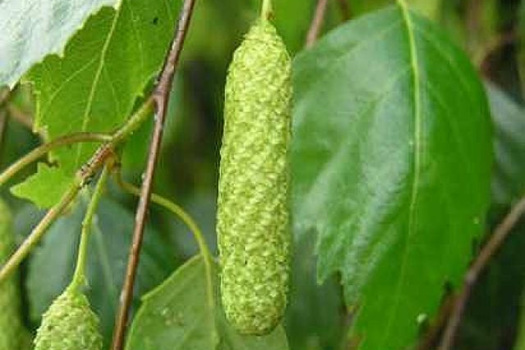 Betula pendula 'Youngii'