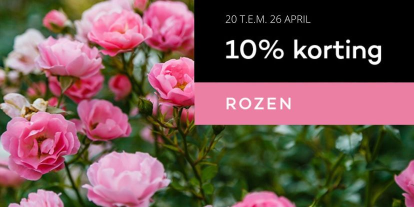 10% korting op rozenplanten!