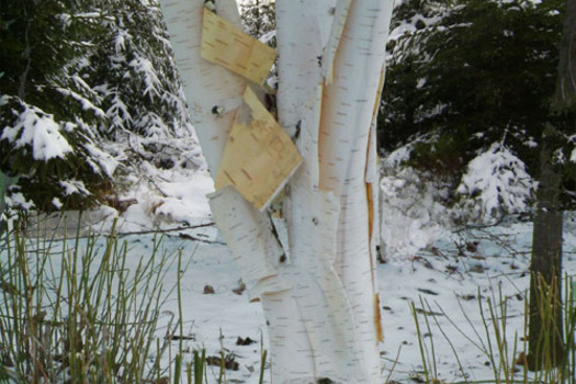 Betula utilis 'Doorenbos'