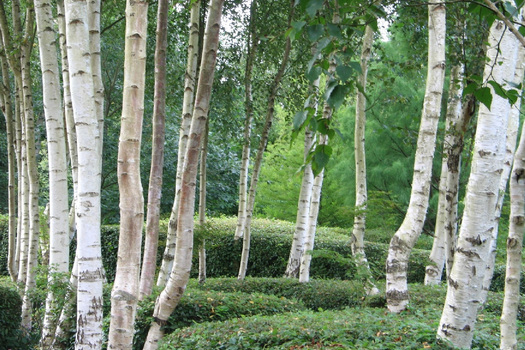 Betula utilis jacquemontii