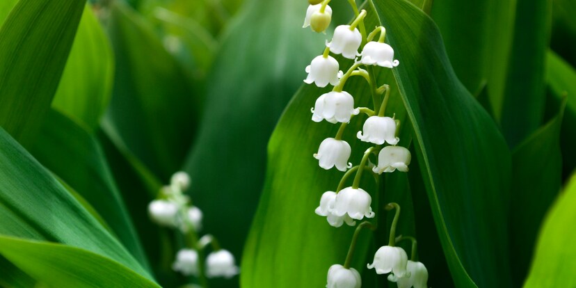 Verlengd weekend: Belleplant is geopend!