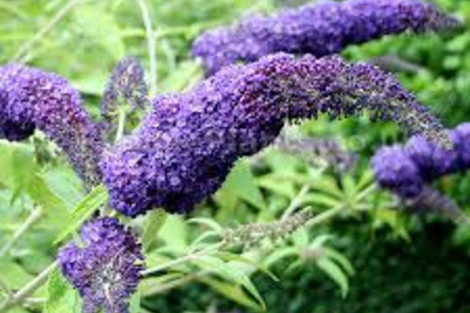 Buddleja davidii 'Adokeep'