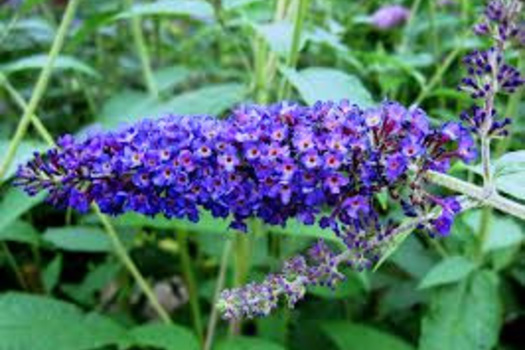 Buddleja davidii 'Empire Blue'