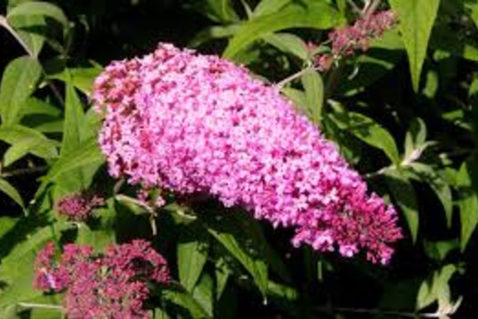 Buddleja davidii 'Pink Delight'